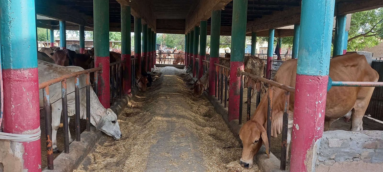 gau mata